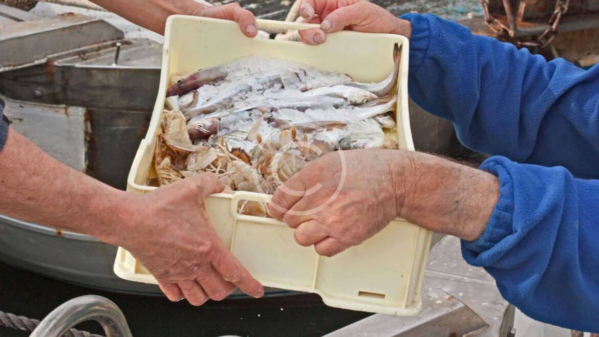 Strong sales of lionfish are phenomenal